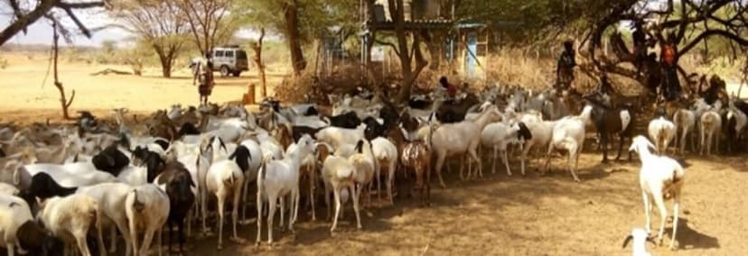 Pastoralist field school