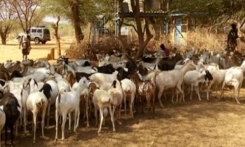 Livestock-ndikir-borehole