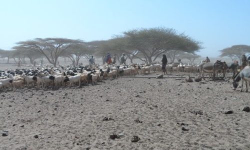 Restocked-pastoralist- beneficiaries